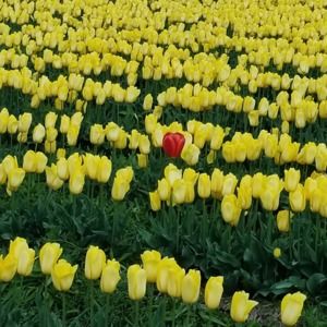 Meet your Posher, Adele